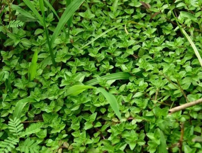 香菜水做法 香菜水做法