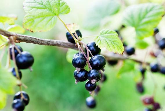 黑醋栗安全食用 黑醋栗安全食用