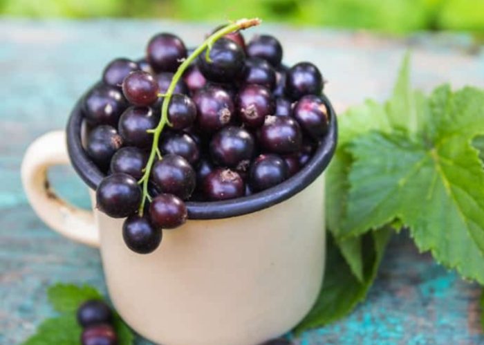 黑醋栗安全食用 黑醋栗安全食用