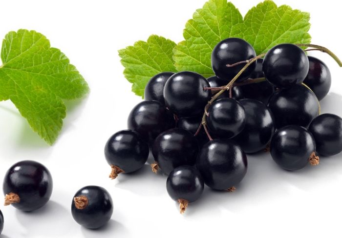 黑醋栗 是 藍莓 嗎