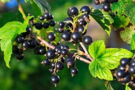 黑醋栗健康風險 黑醋栗健康風險