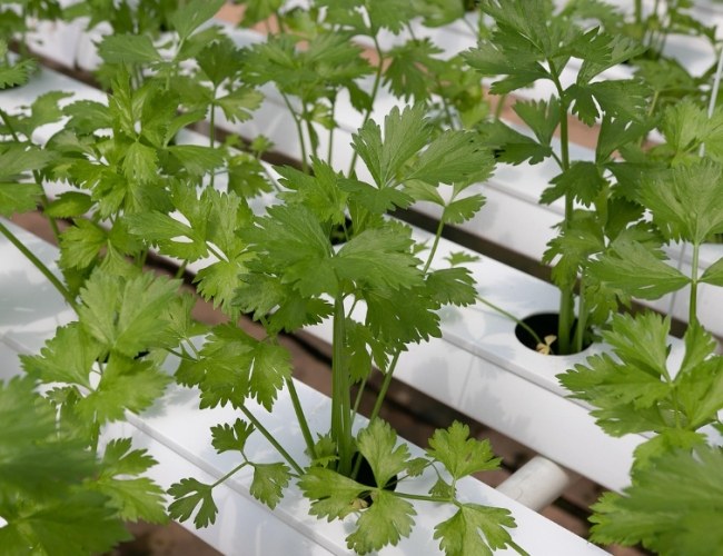 香菜水做法 香菜水做法