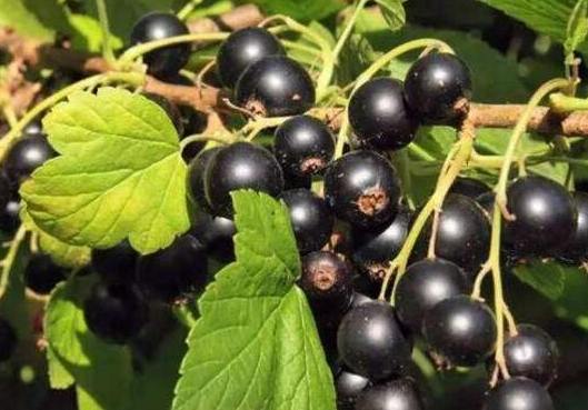 黑醋栗 是 藍莓 嗎