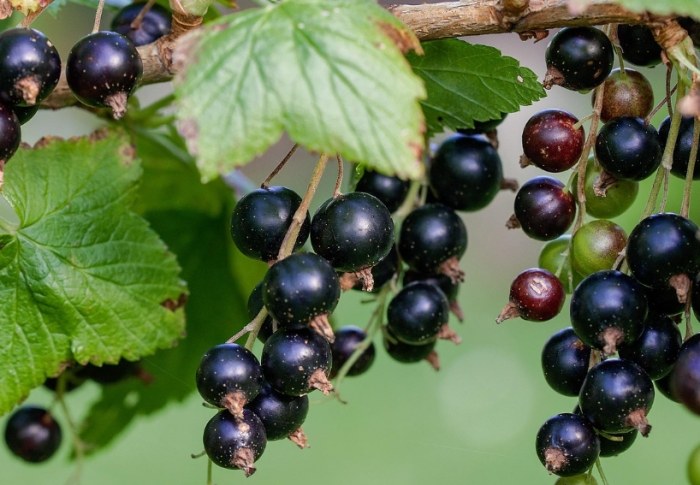 黑醋栗怎麼吃 黑醋栗怎麼吃