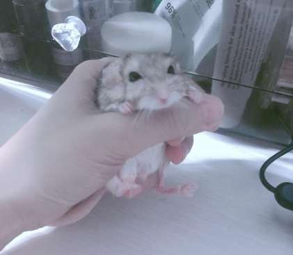 如何區分通心粉鼠公母