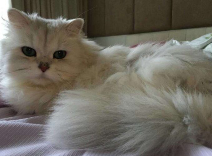 波斯貓與金吉拉比較