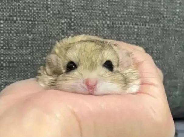 通心粉鼠性別辨識