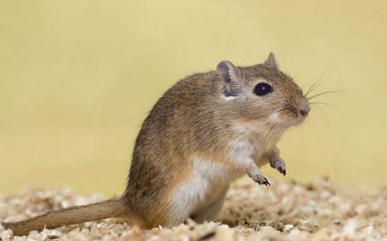 如何延長沙鼠壽命