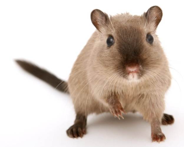 如何延長沙鼠壽命