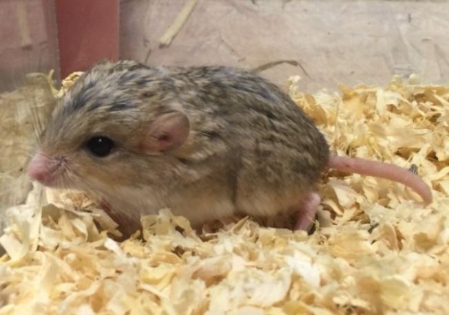 如何區分通心粉鼠公母