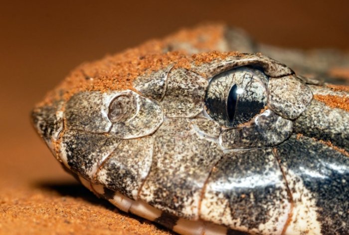 豬鼻蛇飲食習慣