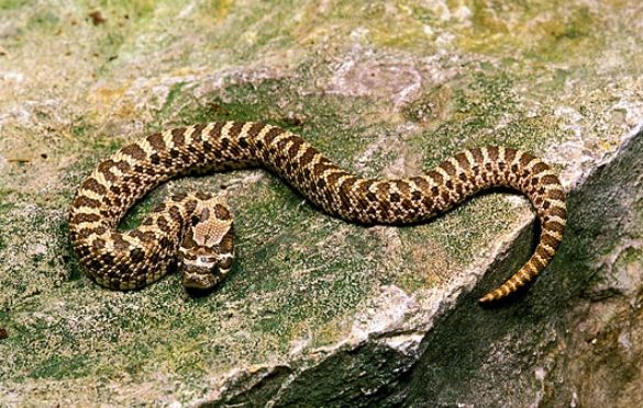 豬鼻蛇餵食方法