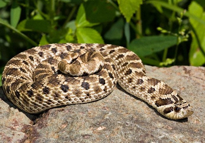 西部豬鼻蛇飼養