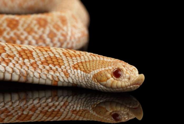 豬鼻蛇飼養環境