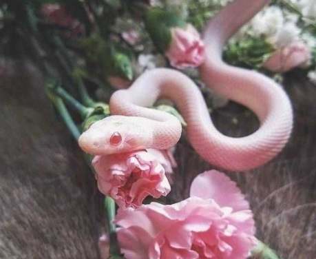 豬鼻蛇咬傷處理