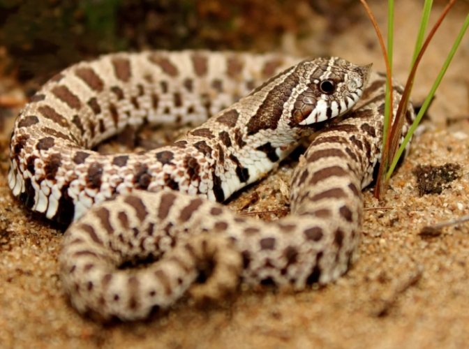 豬鼻蛇咬傷處理