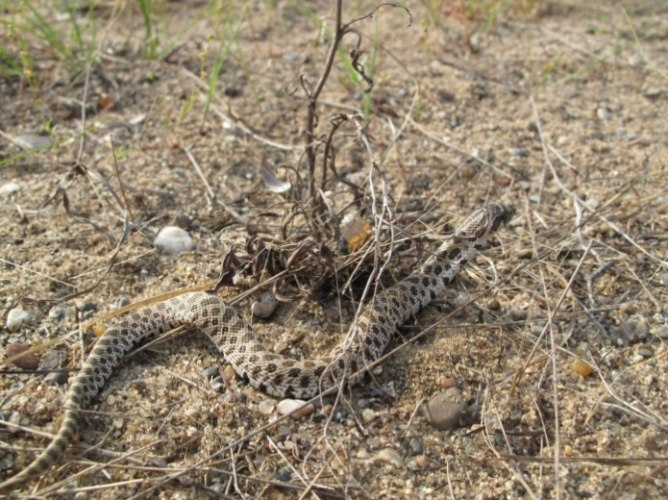 豬鼻蛇飼養壽命