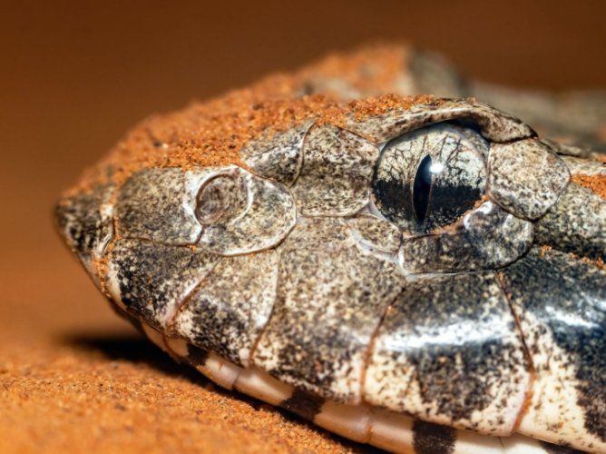 豬鼻蛇壽命影響因素