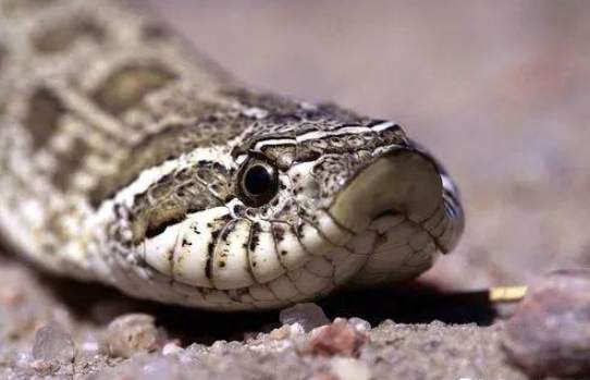 豬鼻蛇咬傷處理