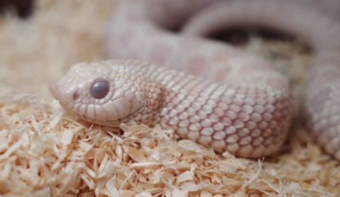 豬鼻蛇飼養環境