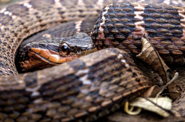 豬鼻蛇飼養壽命
