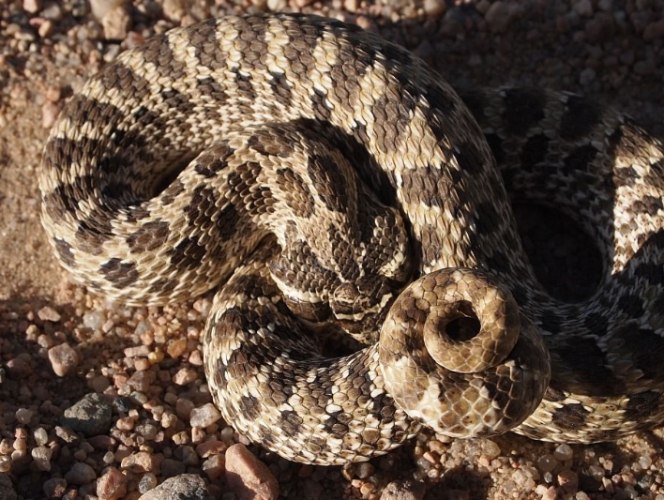 豬鼻蛇餵食方法