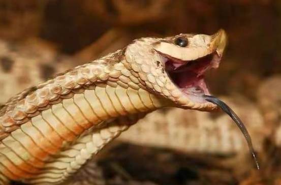 豬鼻蛇壽命影響因素