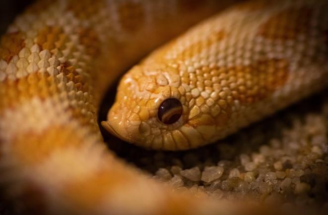 西部豬鼻蛇飼養