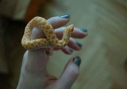 西部豬鼻蛇行為