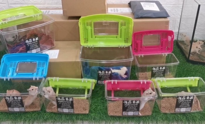 如何照顧通心粉鼠 如何照顧通心粉鼠