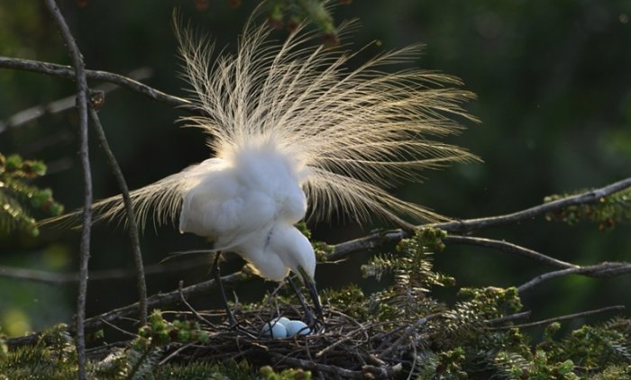 鴿子繁殖技巧 鴿子繁殖技巧