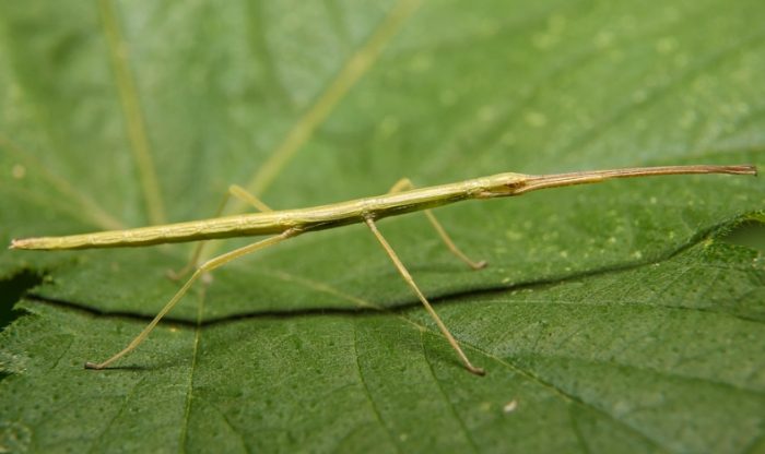 竹節蟲種類大小