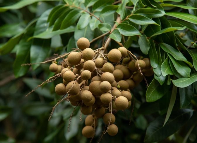 龍眼乾好處與風險