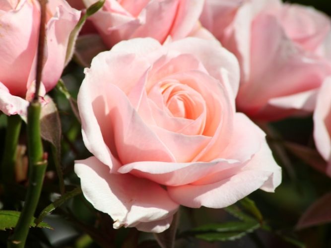 玫瑰花土壤問題 玫瑰花土壤問題