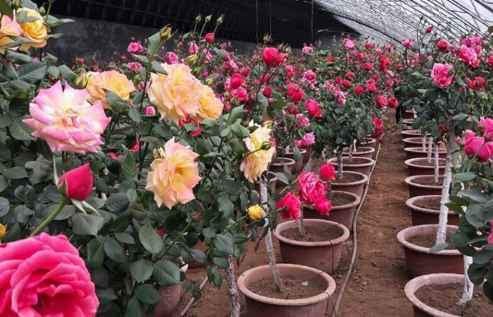 玫瑰花土壤問題 玫瑰花土壤問題