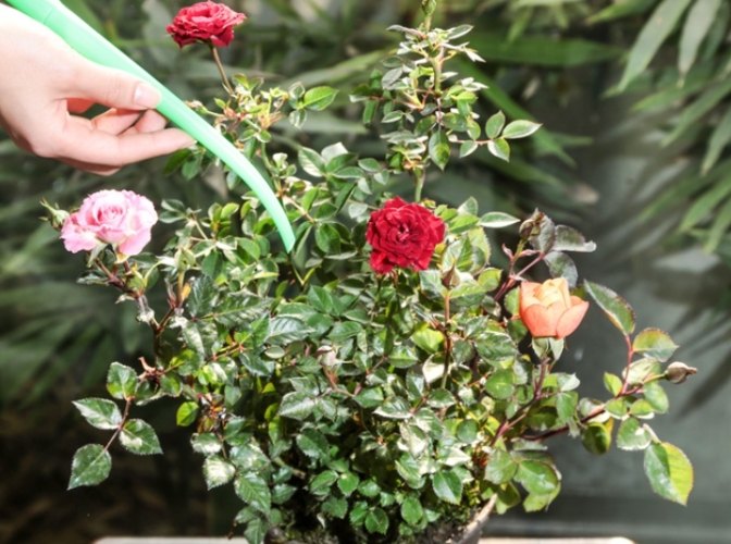 玫瑰花土壤問題 玫瑰花土壤問題