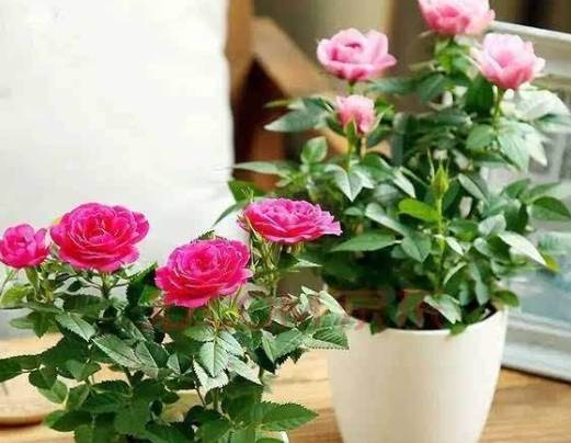 玫瑰花土配方 玫瑰花土配方