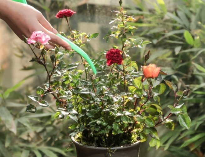 玫瑰花土配方 玫瑰花土配方