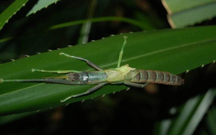 竹節蟲種類大小