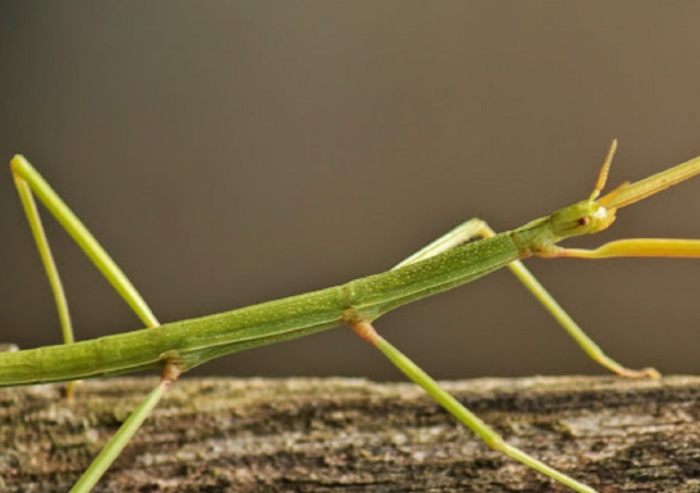 竹節蟲種類大小