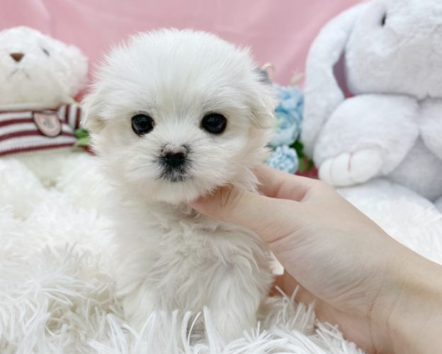 小型犬品種比較