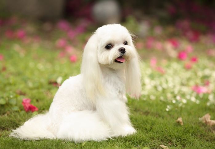 小型犬品種比較