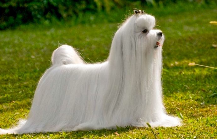 馬爾濟斯 vs 貴賓