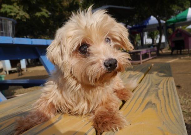 小型犬品種比較