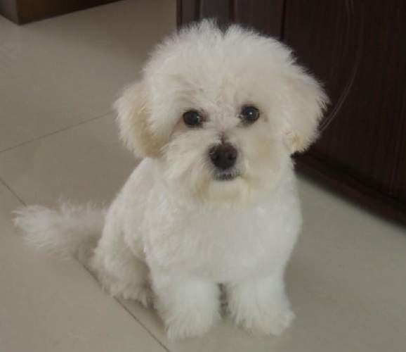 馬爾濟斯 vs 貴賓