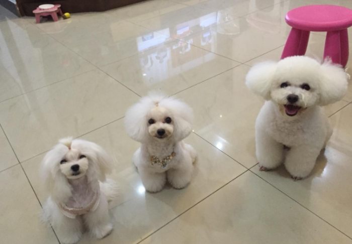 馬爾濟斯 vs 貴賓