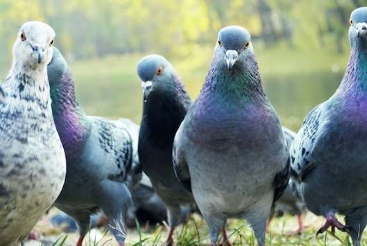 鴿子種類特徵 鴿子種類特徵