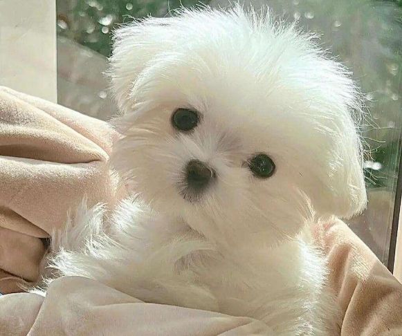 馬爾濟斯標準體重 馬爾濟斯標準體重