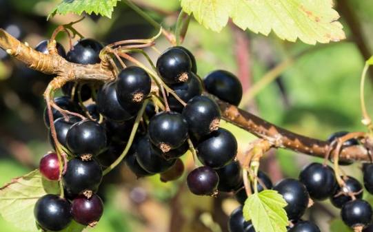 黑醋栗食用方法 黑醋栗食用方法