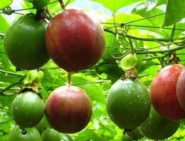 百香果健康吃法 百香果健康吃法